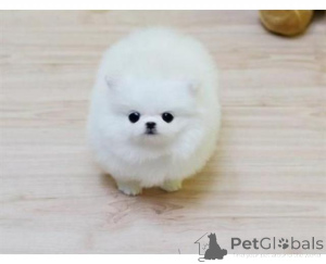 Foto №1. pommersche spitz - zum Verkauf in der Stadt Frankenberg | verhandelt | Ankündigung № 161030