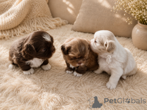 Foto №1. shih tzu - zum Verkauf in der Stadt Kokkola | verhandelt | Ankündigung № 169168