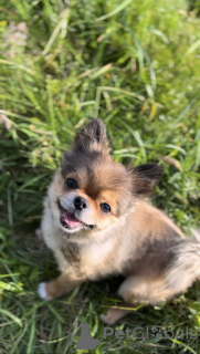 Foto №2. Paarung Service mischlingshund. Preis - verhandelt