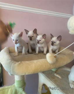 Foto №1. siamkatze - zum Verkauf in der Stadt Bietigheim-Bisten | 350€ | Ankündigung № 153103