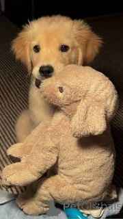 Foto №2 zu Ankündigung № 169376 zu verkaufen golden retriever - einkaufen Finnland quotient 	ankündigung, züchter