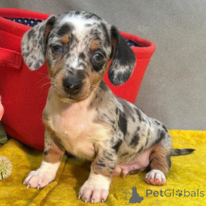 Foto №2 zu Ankündigung № 166173 zu verkaufen dackel - einkaufen Deutschland quotient 	ankündigung