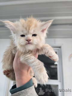 Foto №4. Ich werde verkaufen  in der Stadt Aalen. züchter - preis - verhandelt