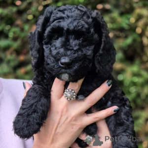 Foto №2 zu Ankündigung № 174893 zu verkaufen labradoodle - einkaufen Frankreich 