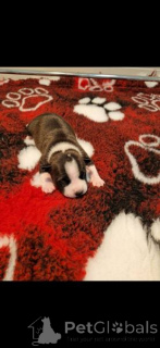 Foto №4. Ich werde verkaufen amerikanischer staffordshire terrier in der Stadt Zagreb.  - preis - verhandelt