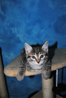 Zusätzliche Fotos: Verfügbar, um kurilianische Bobtail-Kätzchen zu reservieren
