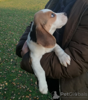 Foto №2 zu Ankündigung № 23737 zu verkaufen beagle - einkaufen Deutschland 