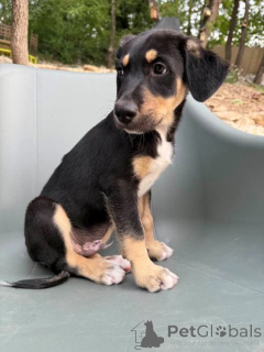 Foto №2 zu Ankündigung № 147054 zu verkaufen xoloitzcuintle - einkaufen Belgien züchter