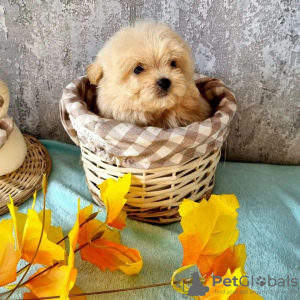 Foto №2 zu Ankündigung № 23650 zu verkaufen pudel (toy) - einkaufen Litauen züchter