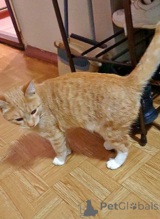 Foto №2 zu Ankündigung № 162779 zu verkaufen  - einkaufen Russische Föderation quotient 	ankündigung