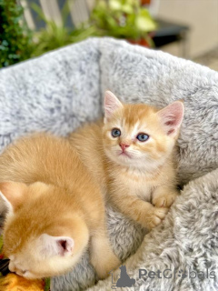 Foto №2 zu Ankündigung № 140155 zu verkaufen schottische faltohrkatze - einkaufen USA quotient 	ankündigung