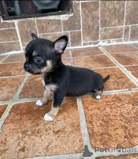 Foto №1. chihuahua - zum Verkauf in der Stadt Washington | 775€ | Ankündigung № 176016
