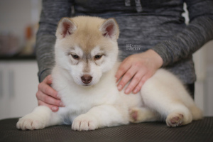 Zusätzliche Fotos: Schicke Welpen des sibirischen Huskys schmeicheln Farbe ein