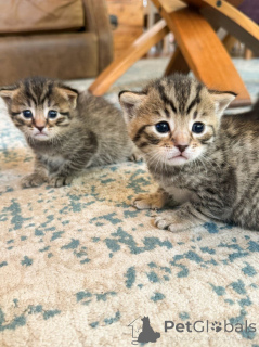 Foto №3. Super schöne, reinrassige Bengals.. Australien