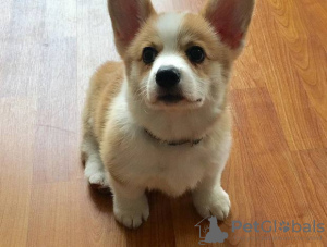 Foto №2 zu Ankündigung № 109165 zu verkaufen welsh corgi - einkaufen Deutschland quotient 	ankündigung