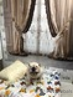 Foto №4. Hotel für Tiere in Russische Föderation. Ankündigung № 135193