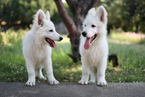 Zusätzliche Fotos: Weiße Schweizer Schäferhundwelpen zu verkaufen