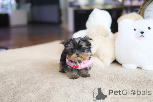 Foto №3. Dean Janet Kay Welpen Haus. USA