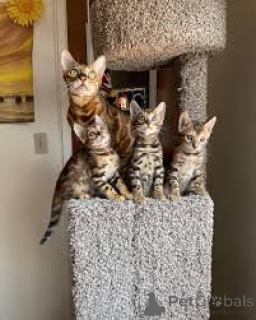 Foto №1. bengal katzenrasse - zum Verkauf in der Stadt Krakau | 450€ | Ankündigung № 173291