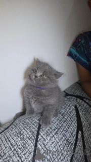 Foto №2 zu Ankündigung № 161390 zu verkaufen britisch kurzhaar - einkaufen USA quotient 	ankündigung