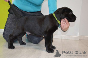 Foto №2 zu Ankündigung № 93067 zu verkaufen cane corso italiano - einkaufen Belgien quotient 	ankündigung