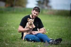 Foto №3. Französische Bulldogge. Serbien