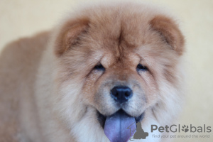 Foto №2 zu Ankündigung № 56967 zu verkaufen chow-chow - einkaufen Serbien züchter