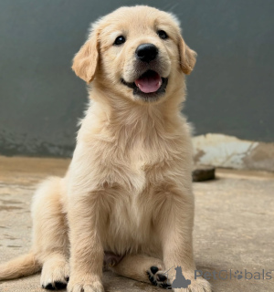 Foto №2 zu Ankündigung № 155487 zu verkaufen golden retriever - einkaufen Deutschland züchter
