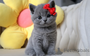 Foto №3. Britisch-Kurzhaar-Kätzchen ab sofort erhältlich. Deutschland