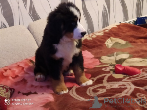 Foto №1. berner sennenhund - zum Verkauf in der Stadt Samara | 442€ | Ankündigung № 10191