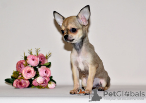 Zusätzliche Fotos: Ein ungewöhnlich schönes Baby mit ausdrucksstarkem Aussehen. Chihuahua-Junge.