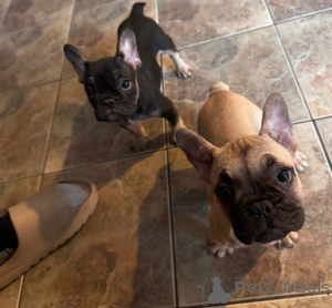 Foto №3. Saubere und trainierte männliche und weibliche französische Bulldoggen.. Niederlande