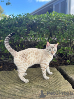 Foto №1. bengal katzenrasse - zum Verkauf in der Stadt Mikkeli | 750€ | Ankündigung № 152946