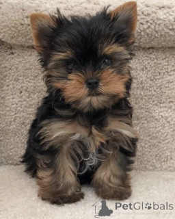 Foto №3. Yorkshire Terrier. Deutschland