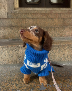 Foto №1. dackel - zum Verkauf in der Stadt Berlin | 550€ | Ankündigung № 167200