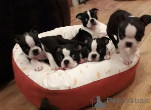 Foto №2 zu Ankündigung № 167478 zu verkaufen boston terrier - einkaufen Dänemark quotient 	ankündigung, züchter