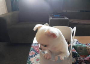 Foto №3. Atemberaubende Welpen. Jetzt bereit. Deutschland