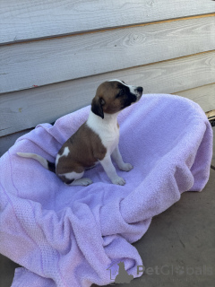 Foto №1. beagle - zum Verkauf in der Stadt Москва | 555€ | Ankündigung № 143907