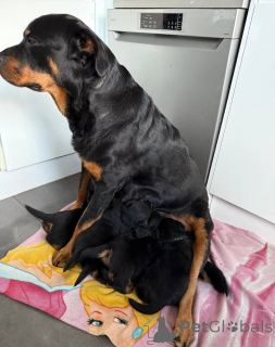 Foto №3. Gesunde Rottweiler-Welpen bereit für ein liebevolles Zuhause. Business WhatsApp. Litauen
