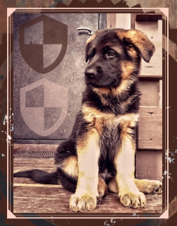 Foto №1. deutscher schäferhund - zum Verkauf in der Stadt Moskau | 721€ | Ankündigung № 3808