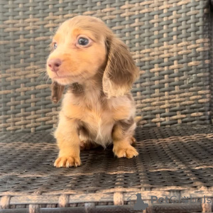 Foto №2. Heimtierprodukte in USA. Price - verhandelt. Ankündigung № 149296 