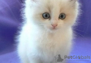 Foto №1. ragdoll-katze - zum Verkauf in der Stadt Jenalöbnitz | 500€ | Ankündigung № 130244