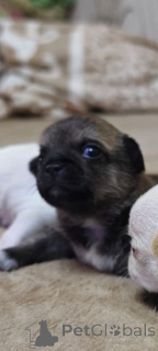 Foto №1. chihuahua - zum Verkauf in der Stadt Lipezk | 75€ | Ankündigung № 147270