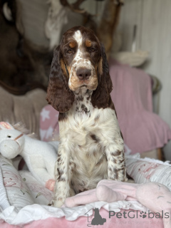 Foto №1. english springer spaniel - zum Verkauf in der Stadt Częstochowa | 4000€ | Ankündigung № 145456