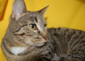 Zusätzliche Fotos: Vesta-Katze sucht ein Zuhause