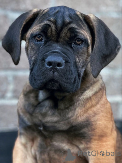 Foto №2 zu Ankündigung № 158763 zu verkaufen cane corso italiano - einkaufen Deutschland züchter