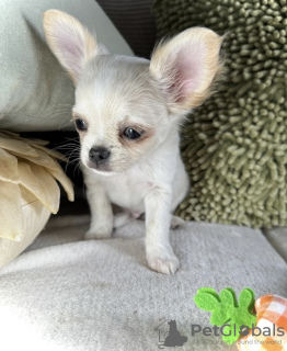 Zusätzliche Fotos: Hirschkopf-Chihuahua