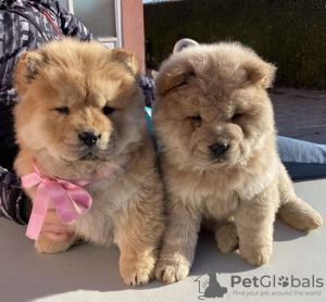 Foto №2 zu Ankündigung № 89596 zu verkaufen chow-chow - einkaufen Serbien züchter