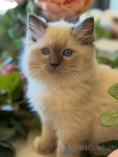 Foto №3. Helle, kühne und wunderschöne Ruby strahlt, wohin sie auch geht.. Niederlande