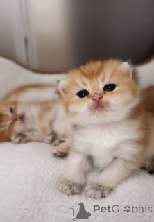 Foto №1. britisch kurzhaar - zum Verkauf in der Stadt Prag | 850€ | Ankündigung № 151264